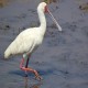 Photo of African Spoonbill