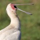 Photo of African Spoonbill