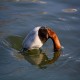 Photo of Common Pochard