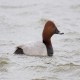 Photo of Common Pochard