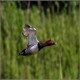 Photo of Common Pochard