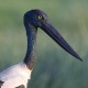 Photo of Black-necked Stork