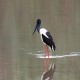 Photo of Black-necked Stork