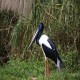 Photo of Black-necked Stork