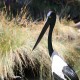 Photo of Black-necked Stork