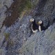 Photo of Horned Puffin