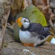 Photo of Horned Puffin