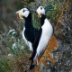 Photo of Horned Puffin