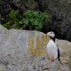 Photo of Horned Puffin