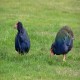 Photo of South Island Takahe
