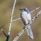 Photo of California Scrub-Jay