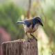 Photo of California Scrub-Jay