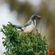 Photo of California Scrub-Jay