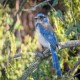 Photo of California Scrub-Jay