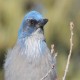 Photo of Woodhouse's Scrub-Jay