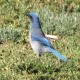 Photo of Woodhouse's Scrub-Jay