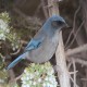 Photo of Woodhouse's Scrub-Jay