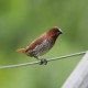 Photo of Scaly-breasted Munia