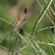 Photo of Scaly-breasted Munia
