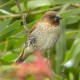 Photo of Scaly-breasted Munia