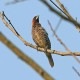 Photo of Scaly-breasted Munia