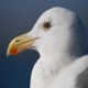 Photo of Western Gull