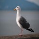 Photo of Western Gull