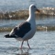 Photo of Western Gull