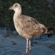 Photo of Western Gull