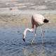 Photo of Andean Flamingo