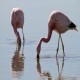 Photo of Andean Flamingo