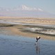 Photo of Andean Flamingo