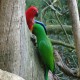 Photo of Eclectus Parrot