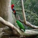 Photo of Eclectus Parrot