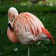 Photo of Chilean Flamingo