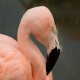 Photo of Chilean Flamingo