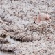Photo of Chilean Flamingo