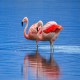 Photo of Chilean Flamingo