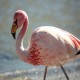 Photo of James's Flamingo
