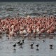 Photo of Lesser Flamingo