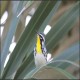Photo of Yellow-throated Warbler