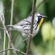 Photo of Yellow-throated Warbler