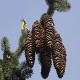 Photo of Yellow-throated Warbler
