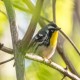 Photo of Yellow-throated Warbler