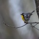 Photo of Yellow-throated Warbler