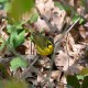 Photo of Kentucky Warbler