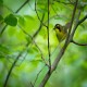 Photo of Kentucky Warbler
