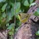 Photo of Kentucky Warbler