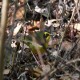 Photo of Kentucky Warbler