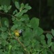 Photo of Mourning Warbler